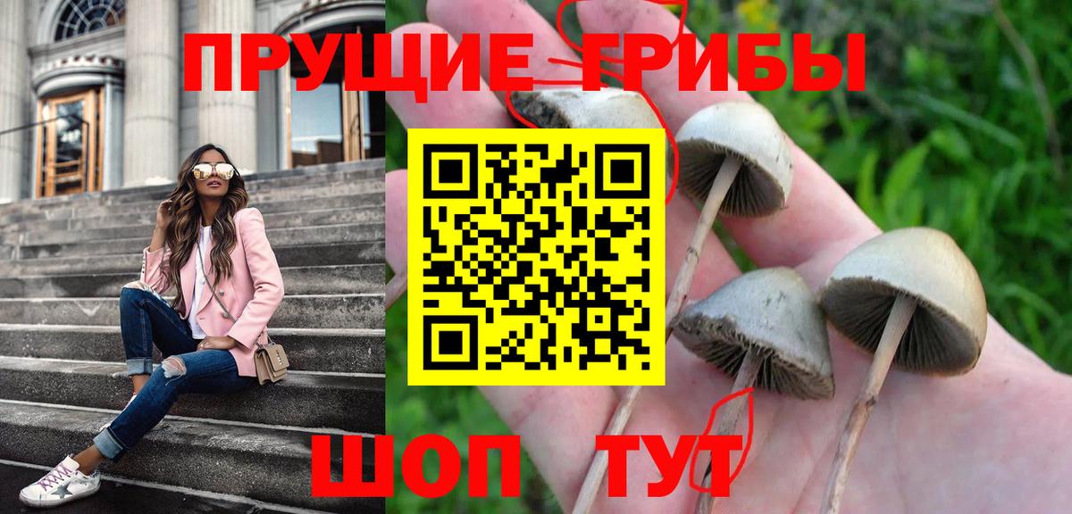 Псилоцибиновые грибы Psilocybine cubensis Малгобек